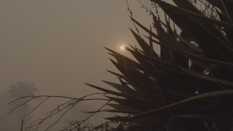 revelando el sol y el paisaje del pantanal durante el incendio lleno de humo