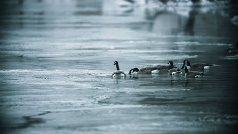 Flock-of-Wild-Canadian-Geese-Drinking-from-Icy-Lake-Water