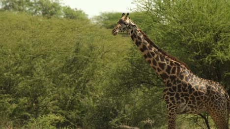 a lone giraffe in the african savannas moves between the trees