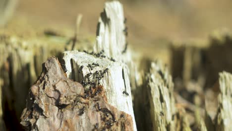 Seidenameisen-Bewegen-Sich-Auf-Dem-Nest,-Ameisenhaufen-Mit-Seidenameisen-Im-Frühling,-Arbeit-Und-Leben-Von-Ameisen-In-Einem-Ameisenhaufen,-Sonniger-Tag,-Nahaufnahme,-Geringe-Schärfentiefe