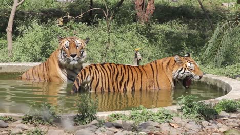 clip van twee tijgers die een bad nemen in een zwembad de dierentuin van indore, madhya pradesh, india