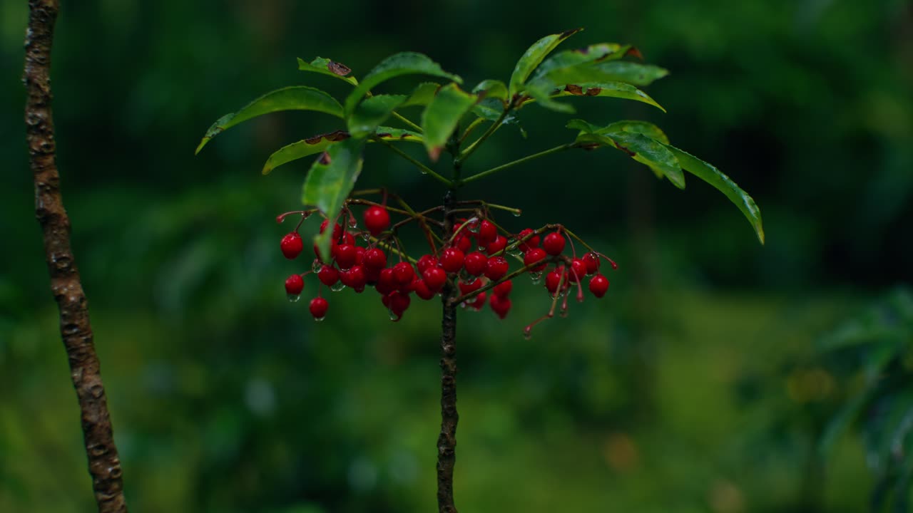 Red Berries in a Wet Forest