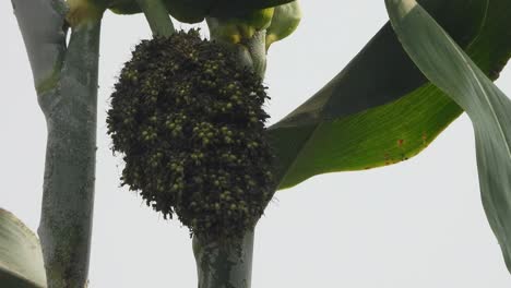 sorghum grain - corn - green