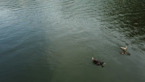 ducks and ducklings on water
