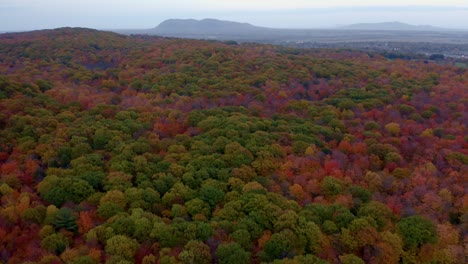 drone pan looking over a colourful forest in autumn