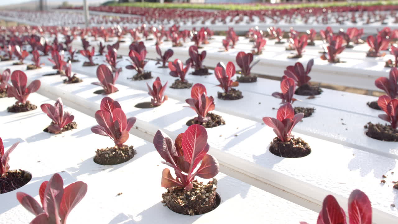 Cultivo de alface vermelha, fazenda hidropônica cultivando vegetais frescos em estufa, espaço para texto