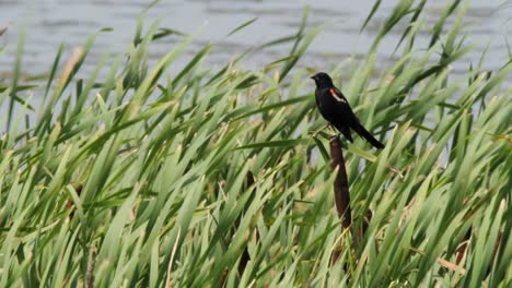 Windy-day-in-wetland-marsh:-Red-winged-Blackbird-perches-on-cattail