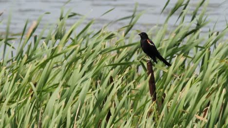 windy day in wetland marsh: red-winged blackbird perches on cattail