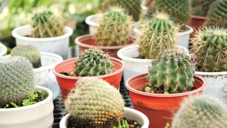 colección de varios pequeños cactus en ollas