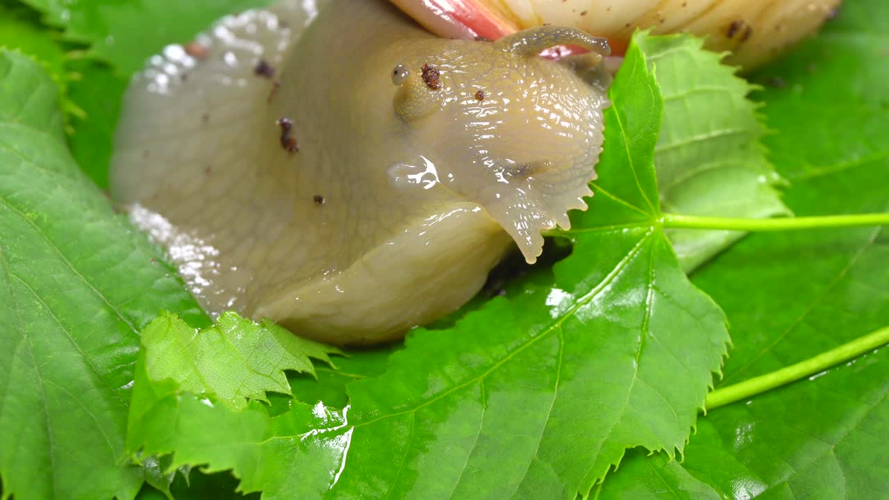 푸른 잎을 먹는 아름다운 달이.