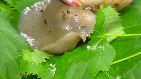 beautiful snail eating green leaf.