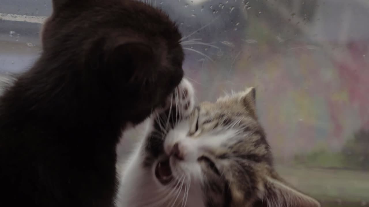 Gattini divertenti e carini che si leccano il cibo dai musi a vicenda