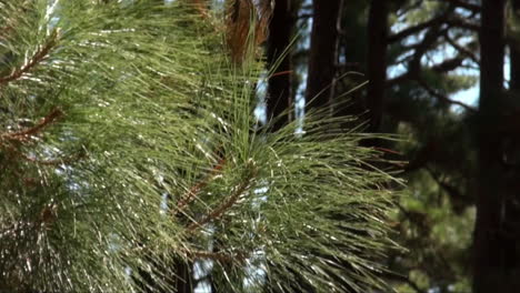 pine tree branches in forest