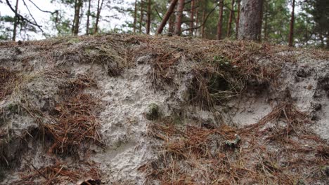 Sand-dunes-playing-with-cold-winter-breeze-in-Latvia