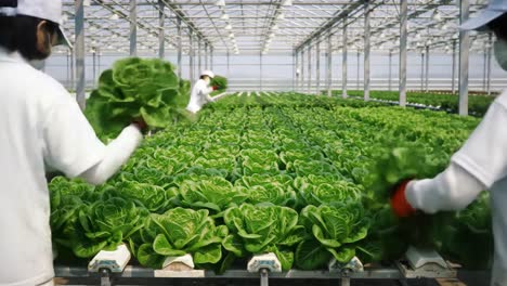 harvesting lush green lettuce in a modern greenhouse: a sustainable approach to agriculture and fresh produce cultivation