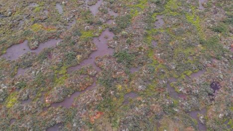 Flying-over-mire-wetlands-nature-with-huge-swamp-at-sunny-summer-day