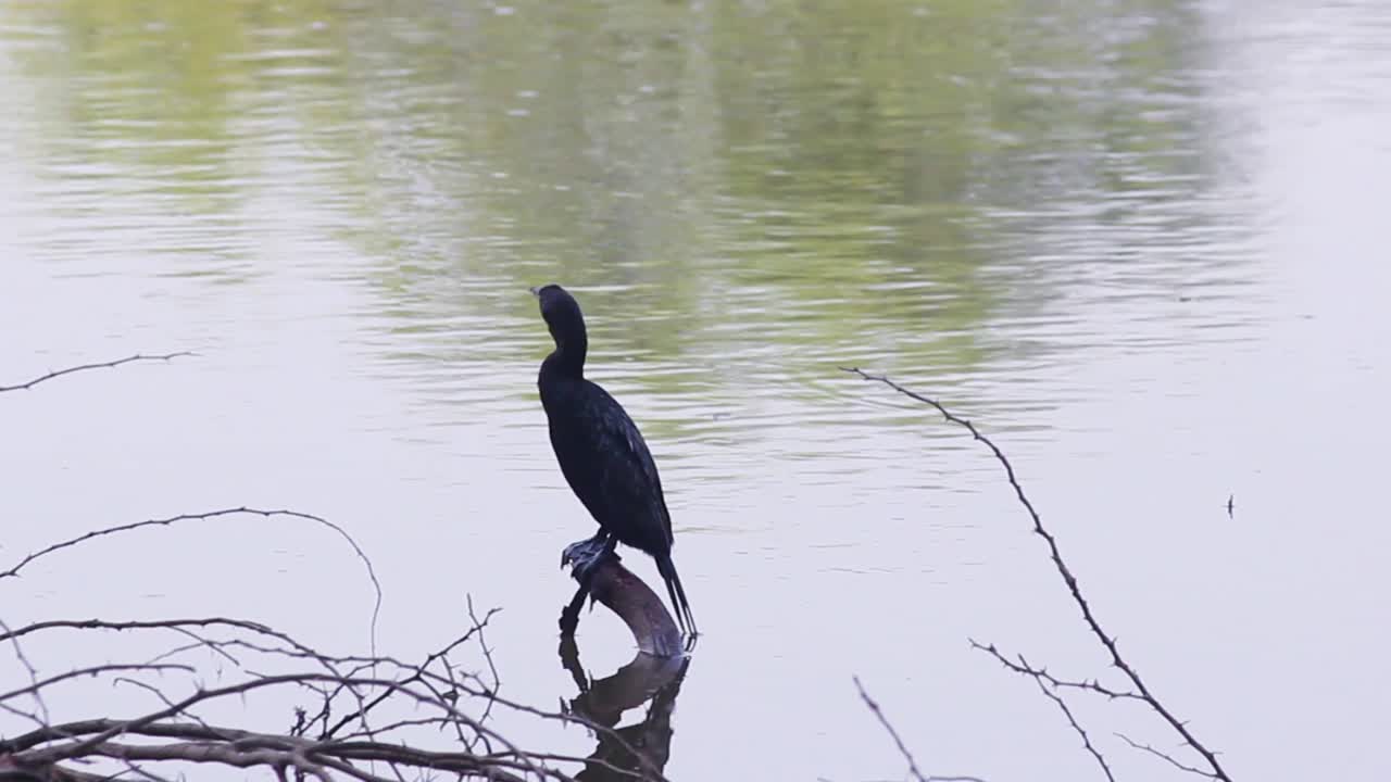 gran pájaro cormorán descansando en una rama cerca de la orilla de un lago i gran pájaro cormorán en el lago almacen de video