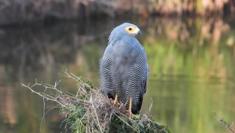 -Madagascar-Harrier-Hawk-sitting-quietly,-close-up-shot