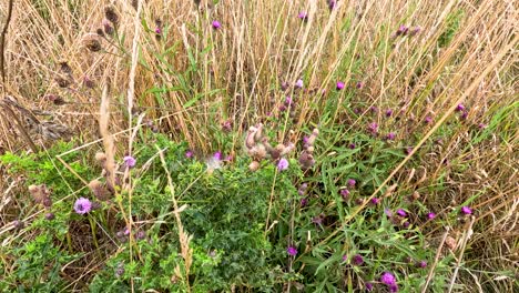 camera slowly pans over wild creeping thistle plants with purple flowers among tall dry grasses in natural daylight, creating a tranquil, detailed botanical scene