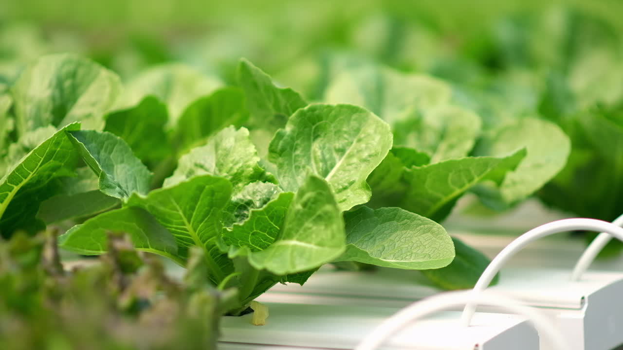 Diverse greenery grown with the Hydroponic method in a greenhouse