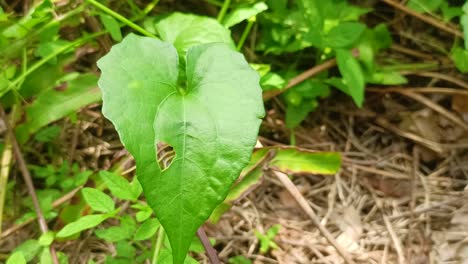 close-up-of-a-green-leaf-with-holes