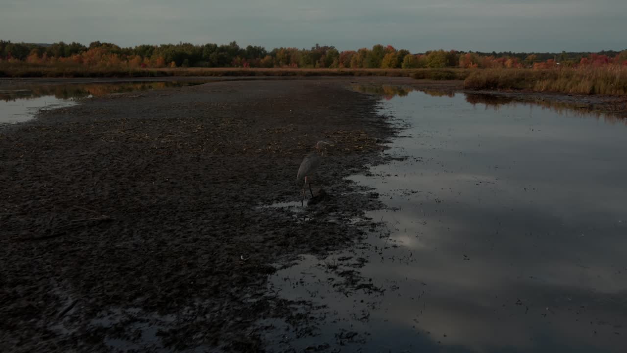 Grey Heron Foraging On The Marshland In Eastern Townships, Quebec Canada