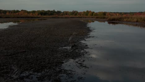 garza gris forrajeando en las marismas en los municipios del este, quebec, canadá
