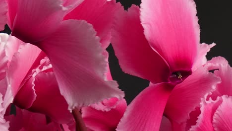 Blooming-cyclamen.-Rotating-movement.-Close-up