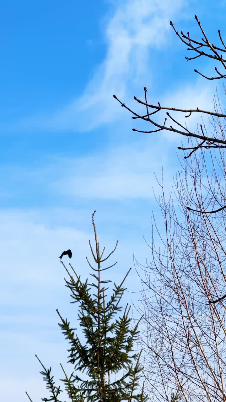 Flock of black crows fly over the trees in the blue sky. Wild birds circling above the park. Low angle view. Vertical video.
