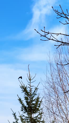 flock of black crows fly over the trees in the blue sky. wild birds circling above the park. low angle view. vertical video.