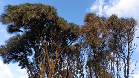 tall trees moving gently in the wind