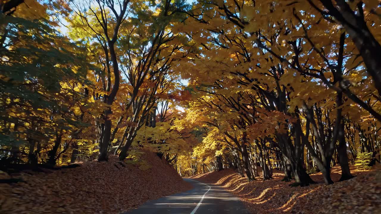 A scenic video captures a road lined with vibrant autumn trees
