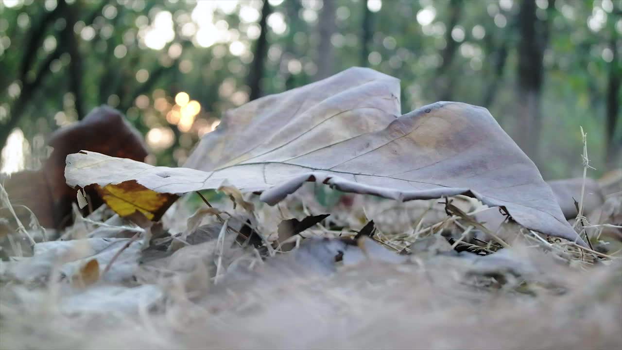 one dried leaf falls on the ground with a blur background