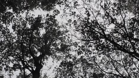 Vertical-clip-of-a-silhouetted-black-and-white-woodland-as-trees,-branches-and-leaves-are-swaying-in-the-wind