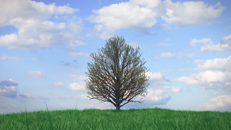 tree in a grassy field under a cloudy sky