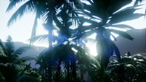 los rayos del atardecer a través de las palmeras