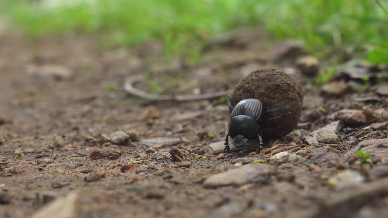 Dung Beetle Rolling Dung Ball In A Forest Ground In Sardinia, Italy. Close-up Shot