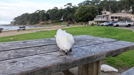 cockatoo pecking at food on wooden table