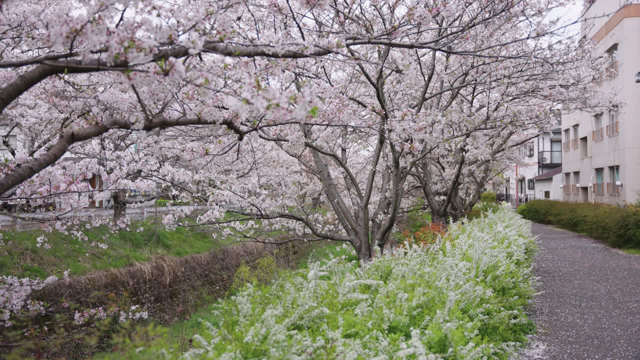 Beautiful Sakura Grove in Springtime in Shiga, Japan