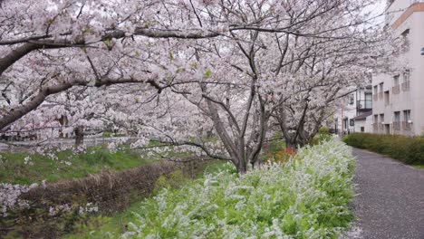 hermosa arboleda de sakura en primavera en shiga, japón