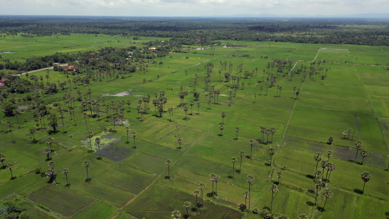 Scattering Of Palm Trees Across Cambodian Rice Fields Near Banteay Srei