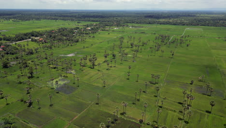 scattering of palm trees across cambodian rice fields near banteay srei