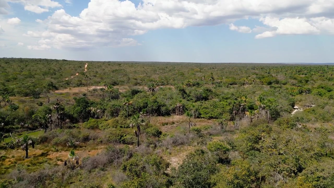 Cerrado scrubland stretches across Grande Sertao Veredas National Park in Minas Gerais, Brazil, with sparse trees and open vegetation across the plateau, drone forward flyover.