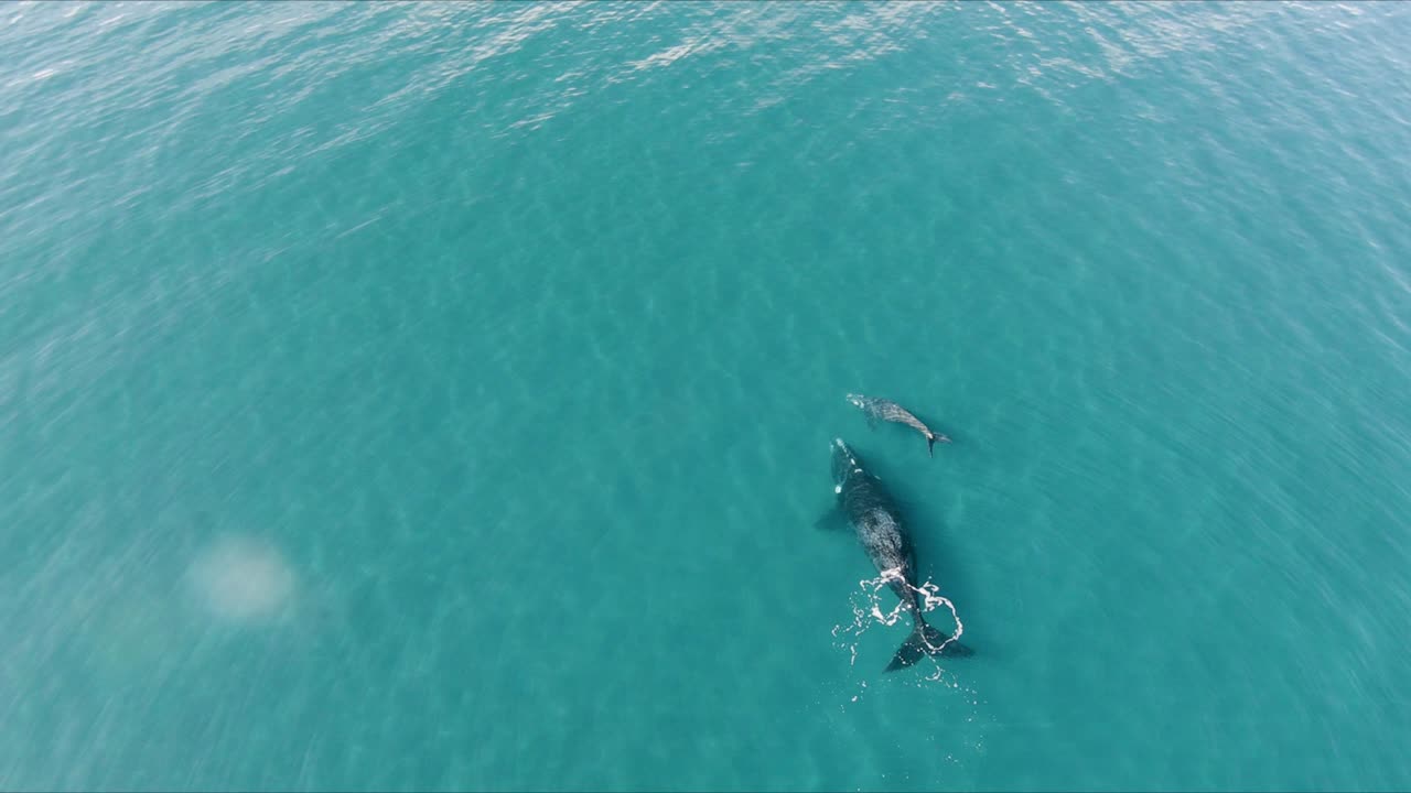 어머니와 함께 맑은 바닷물을 즐기는 아기 고래 - 공중 와이드 샷