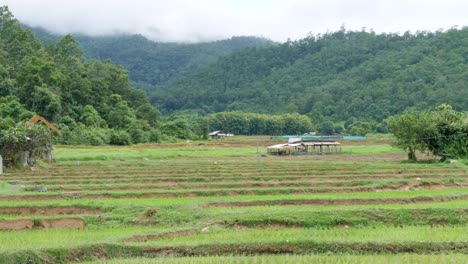 terraced rice fields and rustic huts in pai, northern thailand. surrounded by lush forested hills in mae hong son province, near the myanmar border