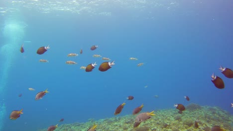 school of black-margined damsel, stout chromis and pufferfish swimming together