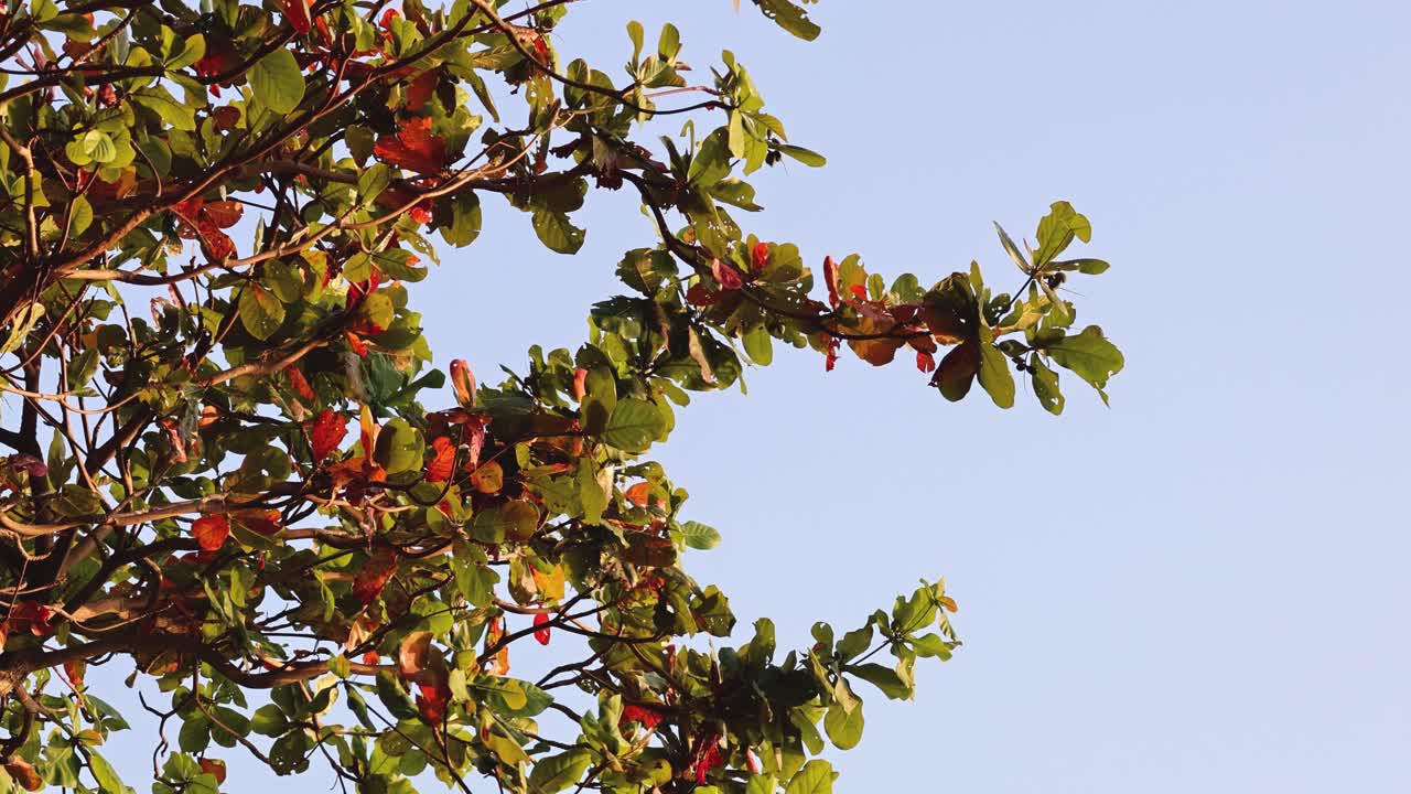 Time-lapse of leaves changing color and falling
