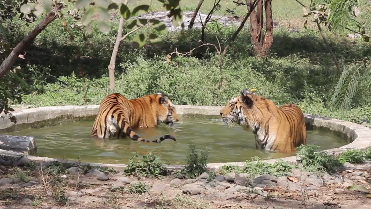 Two Tigers Cooling Off in a Pool