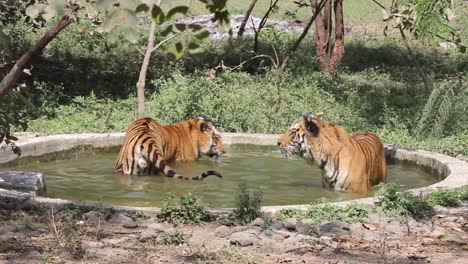 two tigers cooling off in a pool