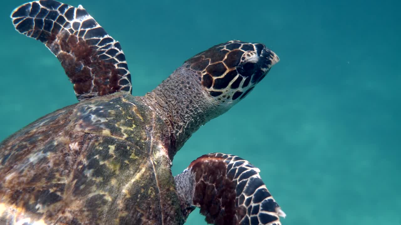 Close up of hawksbill sea turtle swimming in blue ocean. Underwater video of wildlife turtle. Deep ocean wildlife.